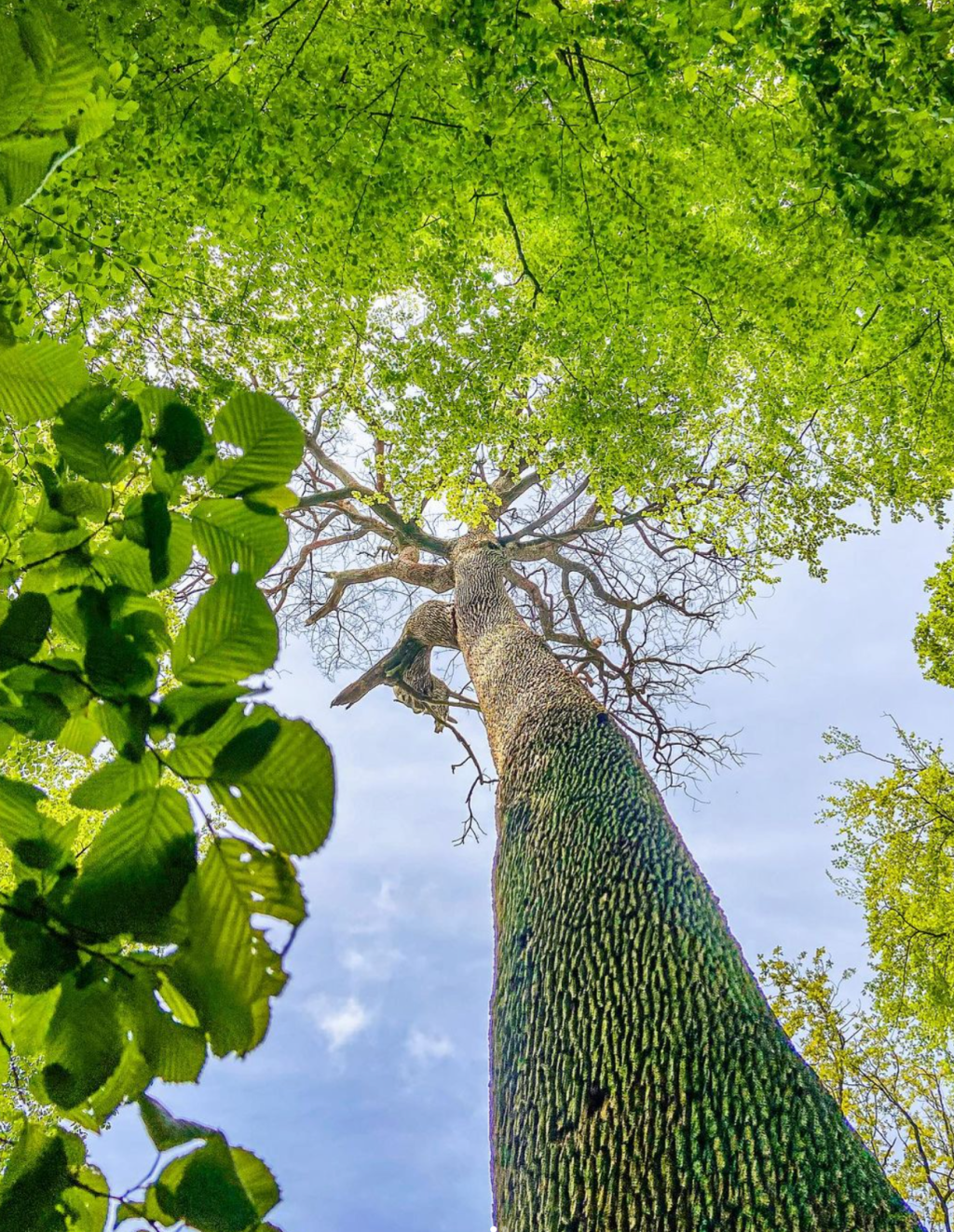Nouveau sentier de découverte en forêt de&nbsp;Compiègne